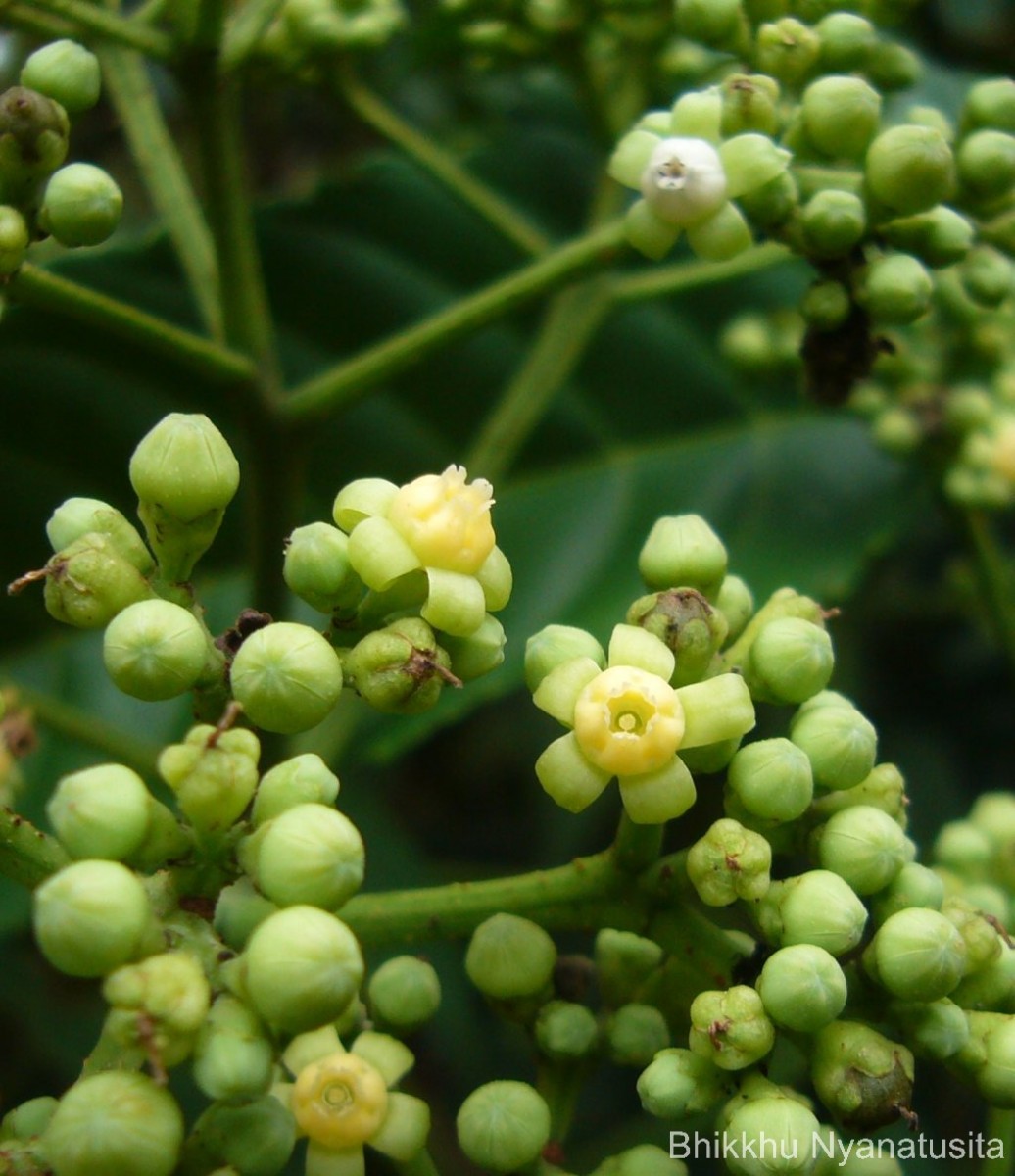 Leea indica (Burm.f.) Merr.